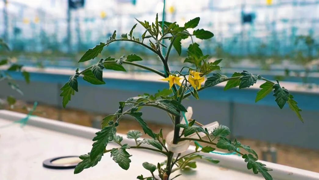 “植物工廠”里的育苗。萬李攝