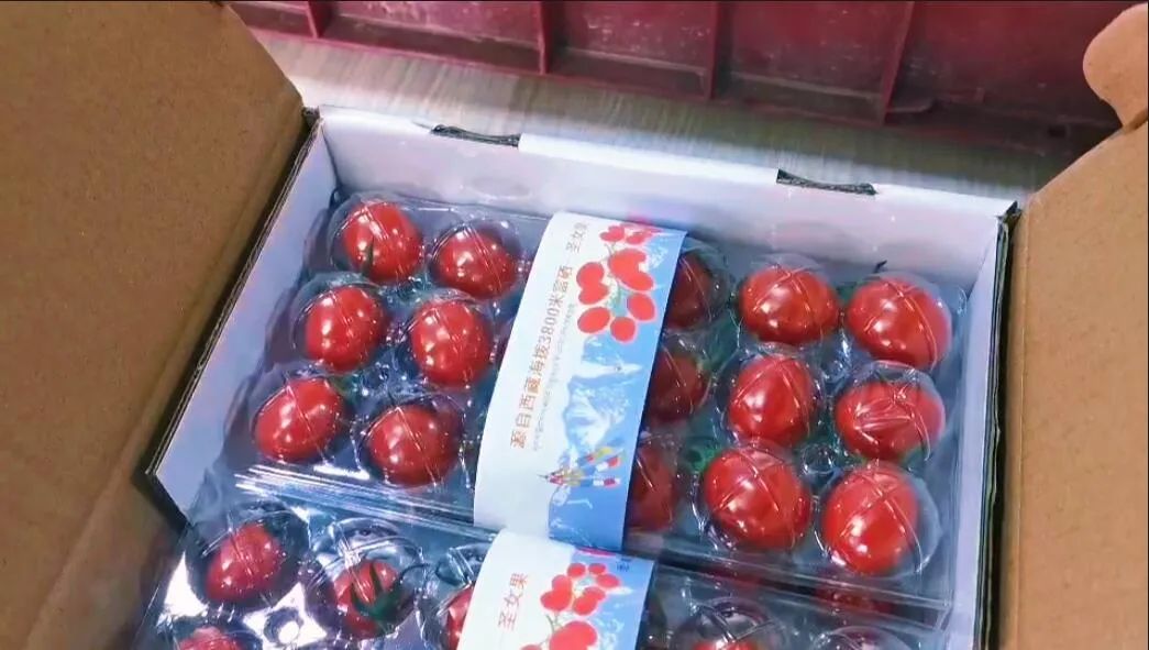 包裝好的圣女果。萬李攝