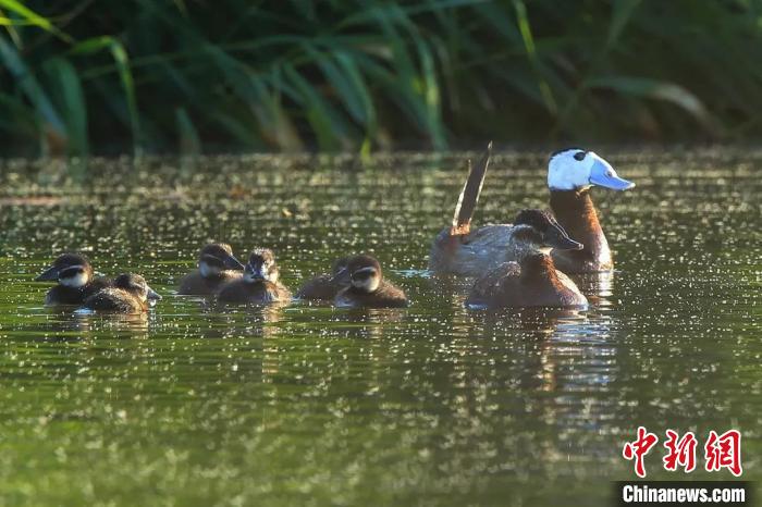今年6月,在克拉瑪依古海生態(tài)公園(一期)東側水域,白頭硬尾鴨一家出游。(資料圖)劉銀鋼 攝