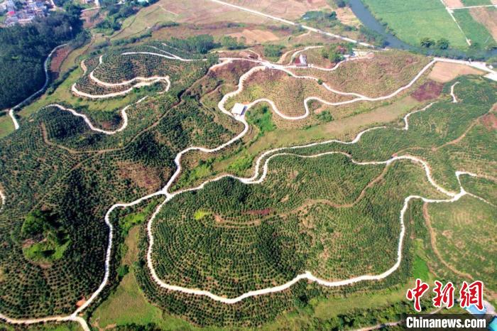 航拍廣西貴港市港北區(qū)中里鄉(xiāng)六臺(tái)村油茶種植基地。岑記華 攝