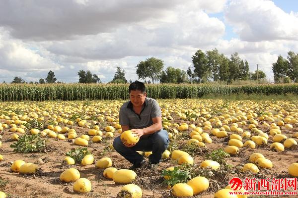 種植戶李延寧正在向筆者展示自己的籽用西葫??jpg
