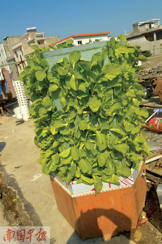 北海市民研究出“種菜機(jī)” 長期出海有望吃上青菜