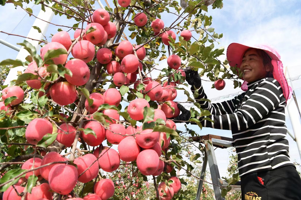 在陜北讀懂中國 10國外籍專家即將打卡陜西 在陜北讀懂中國 10國外籍專家即將打卡陜西