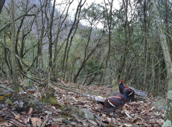 國家一級(jí)重點(diǎn)保護(hù)野生動(dòng)物黑頸長尾雉。貴州省林業(yè)局供圖