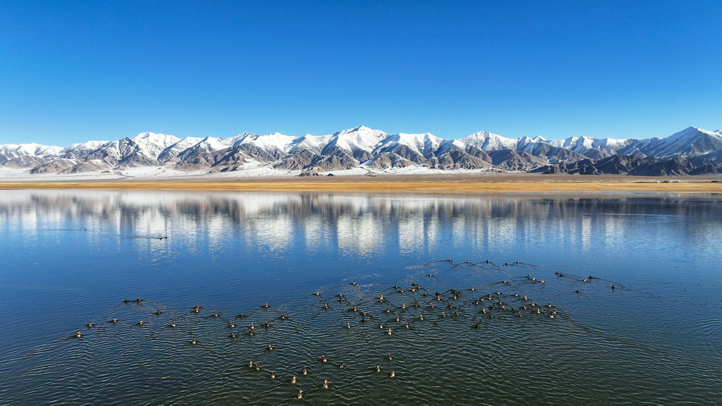 2023年10月18日,在新疆阿爾金山國(guó)家級(jí)自然保護(hù)區(qū),針尾鴨等水鳥(niǎo)在依協(xié)克帕提湖棲息(無(wú)人機(jī)照片)。新華社記者 李響 攝 2023年10月18日,在新疆阿爾金山國(guó)家級(jí)自然保護(hù)區(qū),針尾鴨等水鳥(niǎo)在依協(xié)克帕提湖棲息(無(wú)人機(jī)照片)。新華社記者 李響 攝