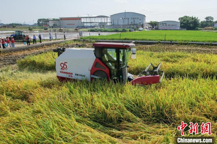 廣西貴港市港北區(qū)大圩鎮(zhèn)新建村，一臺(tái)無(wú)人駕駛的水稻收獲機(jī)在田間自動(dòng)作業(yè)。(資料圖)中新社記者 陳冠言 攝