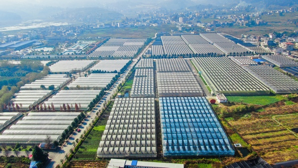 畢節(jié)市七星關區(qū) 泰豐園區(qū)大棚種植基地,林添偉攝