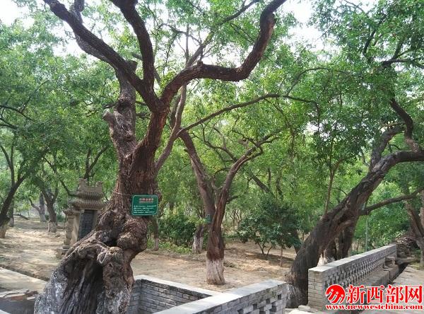 姿??各異 爭奇斗艷的千年棗樹群.jpg