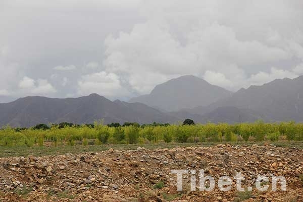 戈壁變形記:西藏南木林荒灘上已完成萬余畝人工林 戈壁變形記:西藏南木林荒灘上已完成萬余畝人工林