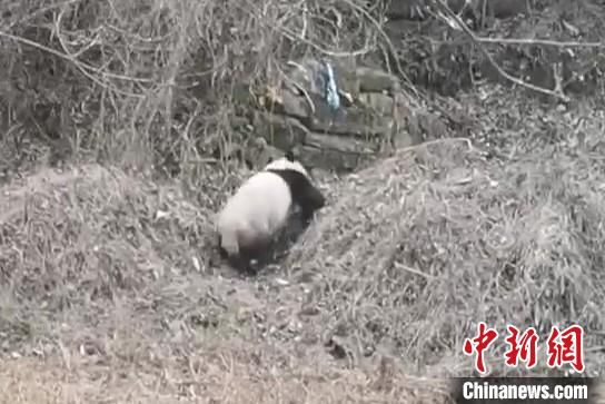 圖為野生大熊貓現(xiàn)身“熊貓村”。張忠平供圖 圖為野生大熊貓現(xiàn)身“熊貓村”。張忠平供圖