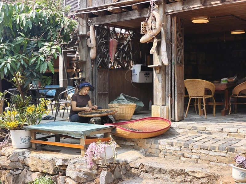 景邁山家家戶(hù)戶(hù)開(kāi)始采茶、制茶。李茂穎攝