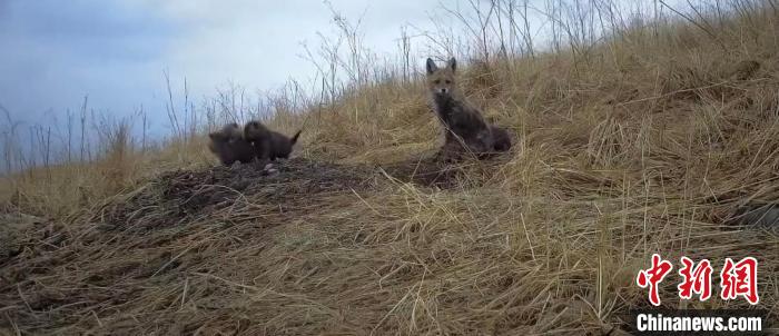 圖為紅外相機(jī)拍攝到的赤狐撫育幼崽畫面。祁連山國家公園青海省管理局供圖 祁連山國家公園青海省管理局供圖 攝 圖為紅外相機(jī)拍攝到的赤狐撫育幼崽畫面。祁連山國家公園青海省管理局供圖 祁連山國家公園青海省管理局供圖 攝