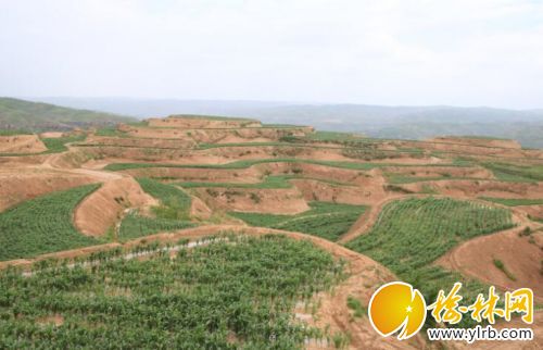 打造高標(biāo)準(zhǔn)農(nóng)田 張三林?jǐn)z