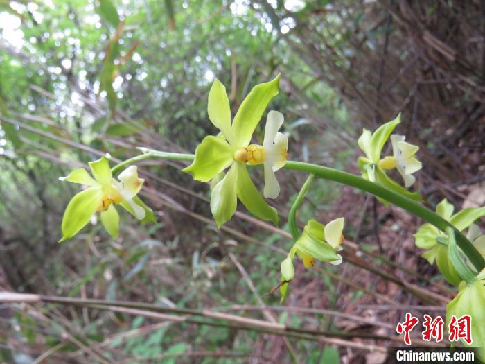 圖為“巫溪蝦脊蘭”?！∈茉L單位供圖 攝