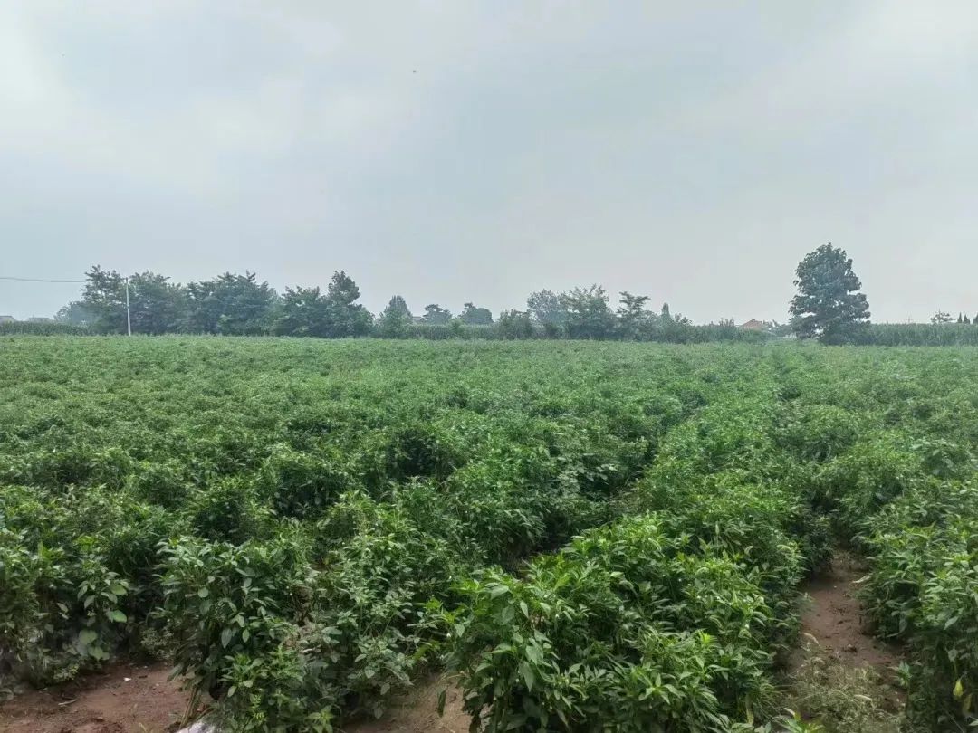 e8640bedb1670b80272945ccf4664e20.jpeg 圖片