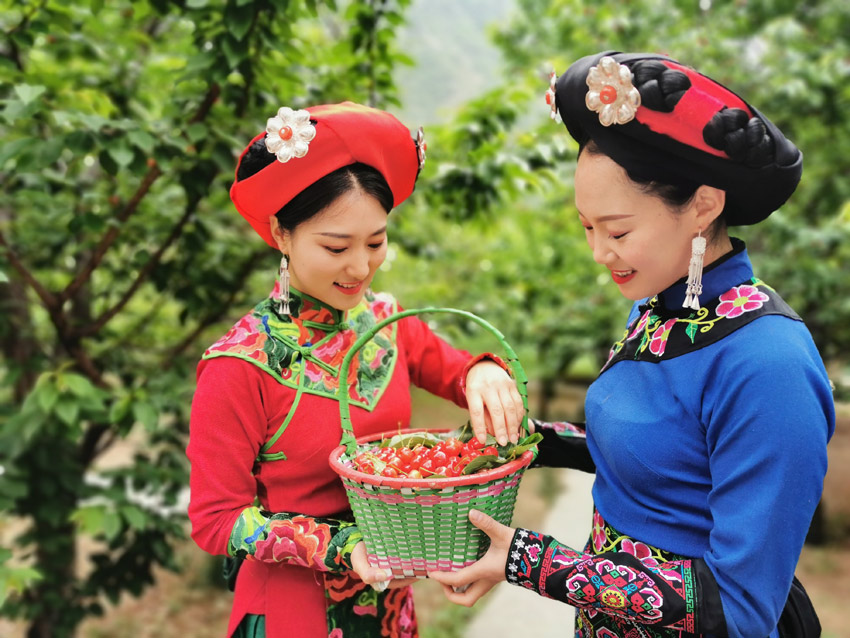 汶川大櫻桃，永現(xiàn)中國紅。汶川縣融媒體中心供圖