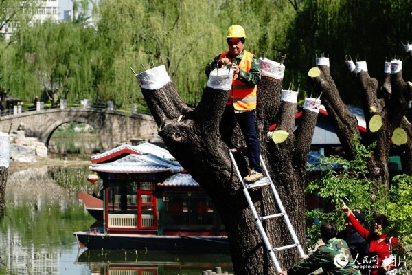 4月12日，工人們正在柳蔭公園為柳樹雌株嫁接雄株枝條，通過“變性”的方法達(dá)到治理飛絮的目的。本報(bào)記者 賀 勇攝