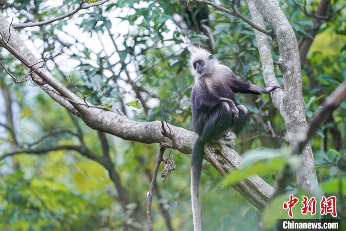 圖為2020年12月25日，崇左白頭葉猴保護(hù)區(qū)內(nèi)的白頭葉猴。<a target='_blank' >中新社</a>記者 陳冠言 攝