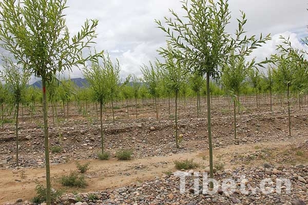 戈壁變形記:西藏南木林荒灘上已完成萬余畝人工林 戈壁變形記:西藏南木林荒灘上已完成萬余畝人工林