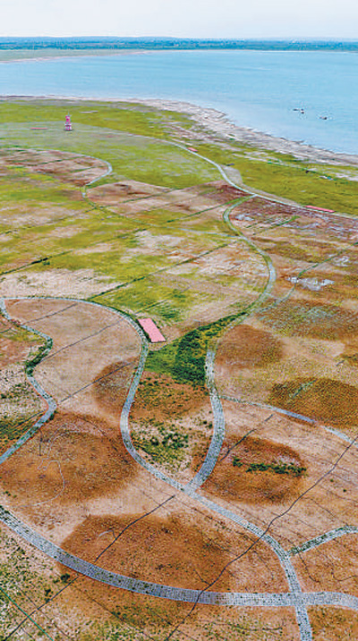 紅堿淖國家級自然保護區(qū)內實施的湖濱退化草原修復項目。