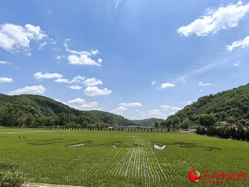 眼前的南泥灣,稻田青青,如詩如畫。人民網(wǎng)記者 賈凱璐攝 眼前的南泥灣,稻田青青,如詩如畫。人民網(wǎng)記者 賈凱璐攝