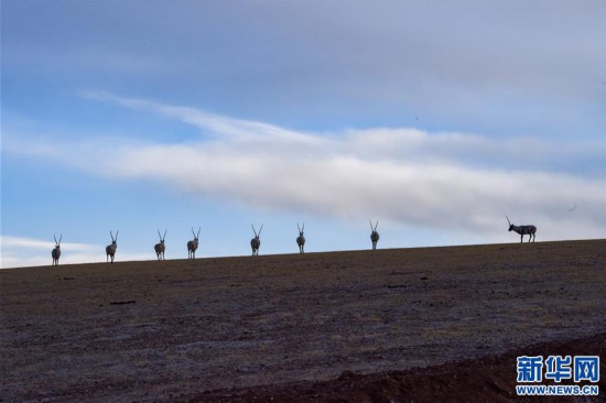 （新華全媒頭條·圖文互動）（1）跨越半個世紀的生命遷徙——西藏極高海拔生態(tài)搬遷破解人與自然共生難題