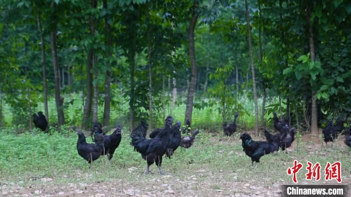 陜西省漢中市略陽縣林下養(yǎng)殖的烏雞。　湯冠強 攝