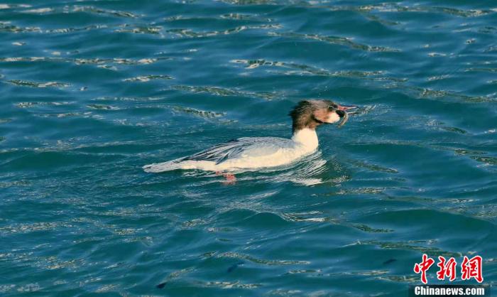 點(diǎn)擊進(jìn)入下一頁