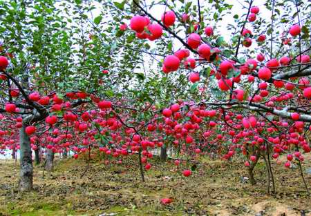 新西??014-2-3合期??????jpg