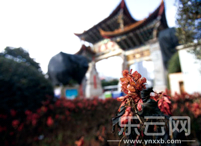 金馬碧雞坊。一叢鮮花被霜雪凍蔫了，遠(yuǎn)處是被塑料遮陰材料罩著的高大樹種——它還孕育著盎然的生機(jī)。