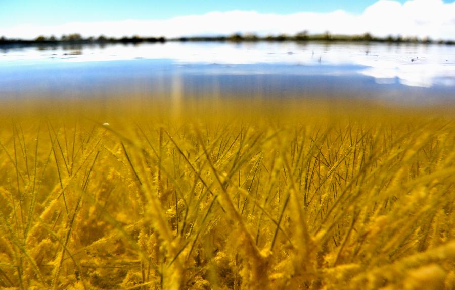 走進(jìn)西藏羌塘自然保護(hù)區(qū)