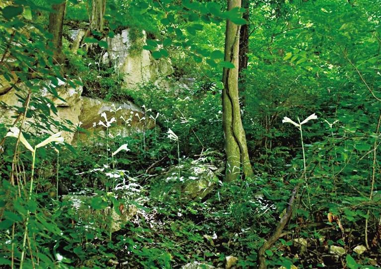 國家二級重點保護野生植物蕎麥葉大百合。 西安市自然資源和規(guī)劃局(林業(yè)局)供圖 國家二級重點保護野生植物蕎麥葉大百合。 西安市自然資源和規(guī)劃局(林業(yè)局)供圖