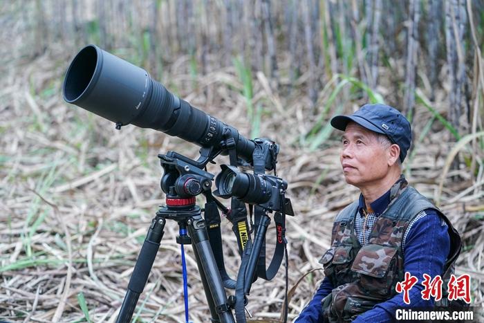 圖為2020年12月25日，蒙新良在甘蔗地里拍攝白頭葉猴。<a target='_blank' >中新社</a>記者 陳冠言 攝