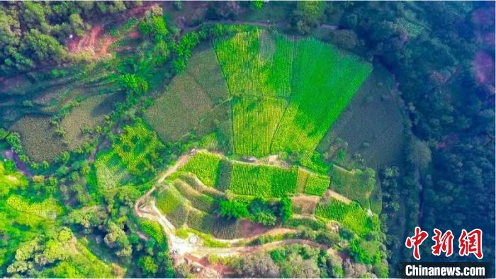 圖為云南省祿勸縣湯郎鄉(xiāng)板橋?yàn)澈哟逶鰷p掛鉤項(xiàng)目實(shí)施后影像圖?!≡颇鲜∽匀毁Y源廳供圖 攝 圖為云南省祿勸縣湯郎鄉(xiāng)板橋?yàn)澈哟逶鰷p掛鉤項(xiàng)目實(shí)施后影像圖?!≡颇鲜∽匀毁Y源廳供圖 攝