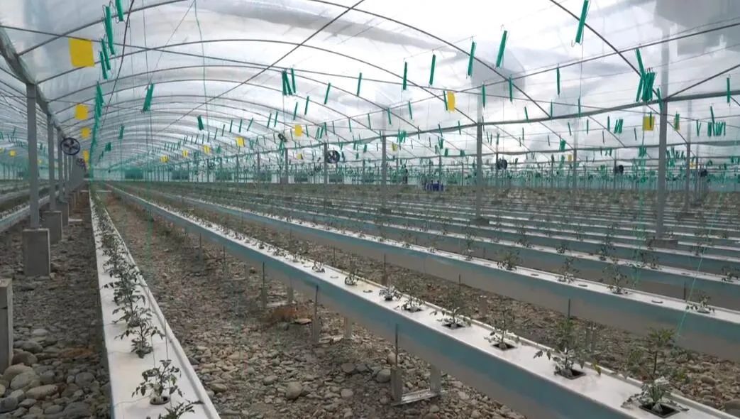 西藏戈壁田園物聯(lián)網“植物工廠”。萬李攝