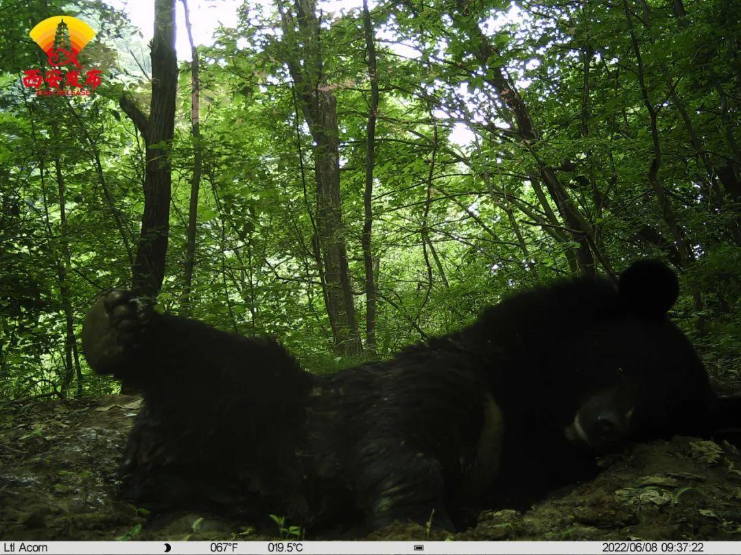 “熊爸爸”時不時打量著相機大搖大擺路過或干脆直接“躺平”，憨態(tài)可掬又輕松自在。