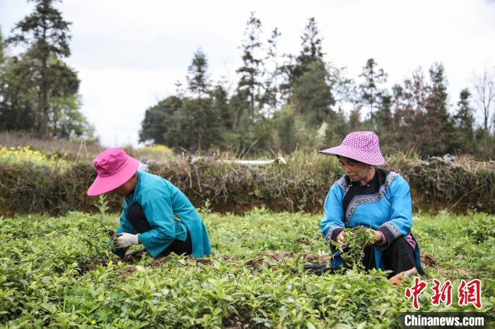 資料圖：圖為貴州三都縣村民們家門口種植南板藍(lán)根產(chǎn)業(yè)?！Ⅸi　攝