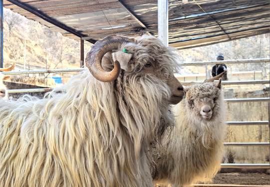 圖示, 示意圖 中度可信度描述已自動(dòng)生成:ver1