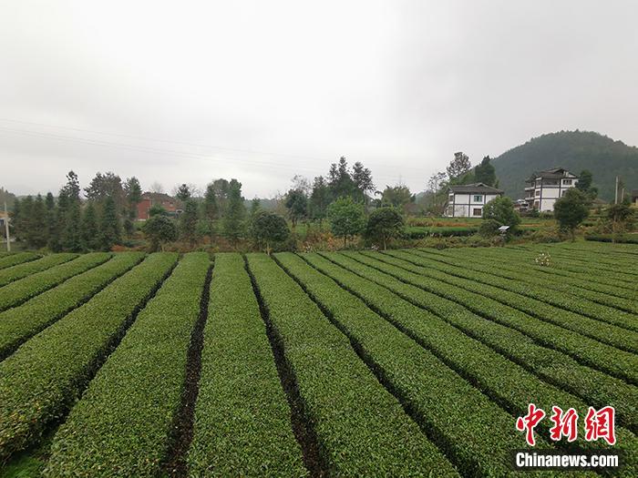 記者走進貴州遵義市鳳岡縣永安鎮(zhèn)田壩村的萬畝茶園,冬季的茶園濕冷異常。<a target='_blank' >中新網(wǎng)</a>記者 宋宇晟 攝 點擊進入下一頁