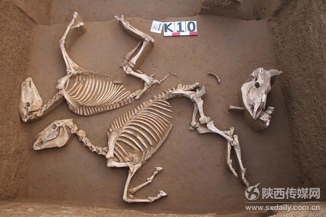 涇河流域發(fā)現(xiàn)近300座西周墓和6座車馬坑(圖)