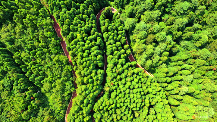 飛鴿景區(qū)林海。