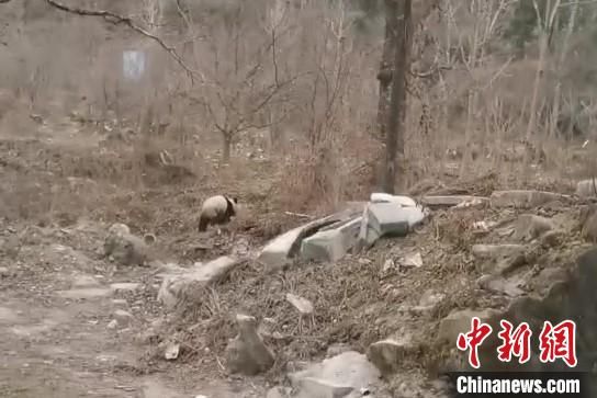 圖為野生大熊貓現(xiàn)身“熊貓村”。張忠平供圖 圖為野生大熊貓現(xiàn)身“熊貓村”。張忠平供圖