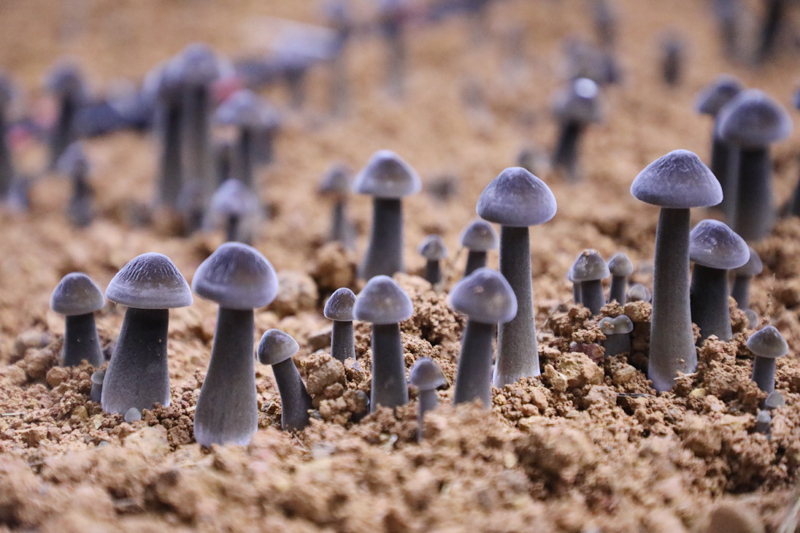 破土而出的黑皮雞樅菌。